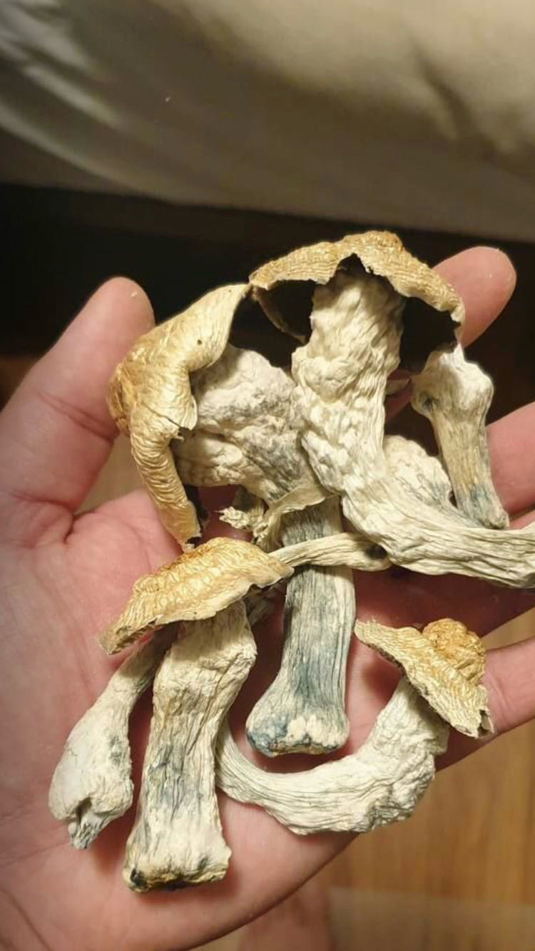 Psilocybe Cubensis